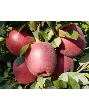 Ріхард (пізня)