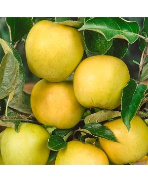 Голден Делішес Рейнджерс (пізня)