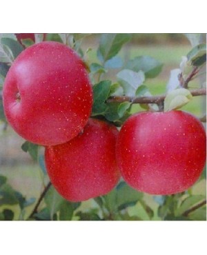 Дискавері (літня)
