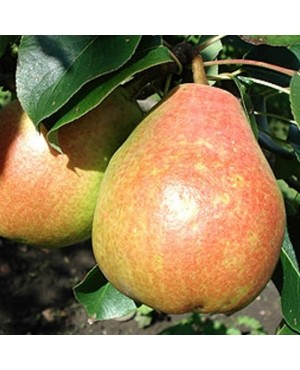 Ніколай Крюгер (осіння)