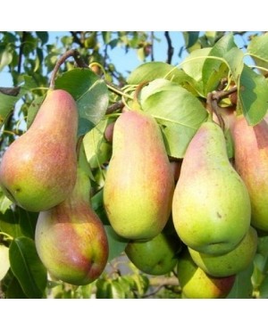 Талгарська красуня (осіння)