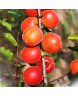 Пінкот (ранній)