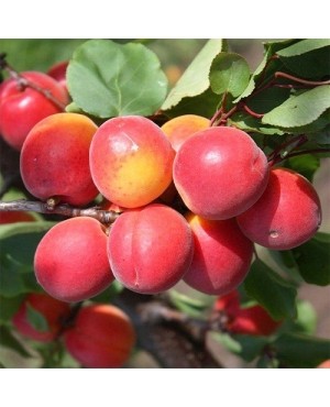 Робада (ранній)