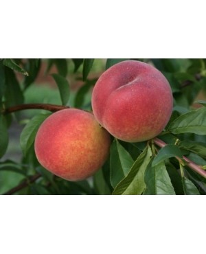 Флемінг Фьюрі (пізній)