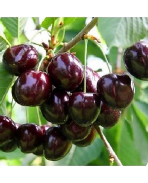 Рубінова (рання)