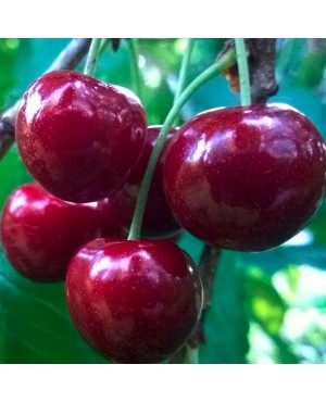 Василіса (середньостигла)