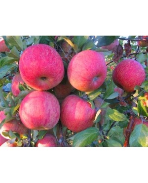 Фуджі Кіку (осіння)