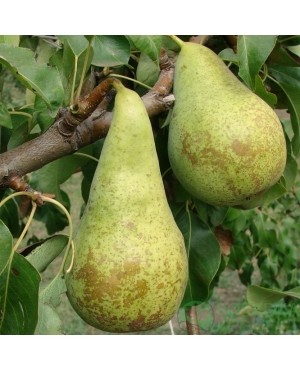 Конференція (осіння)