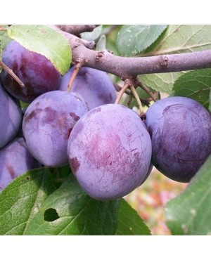 Кабардинська (рання)