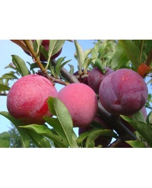 Оцарк Прем’єр (рання)