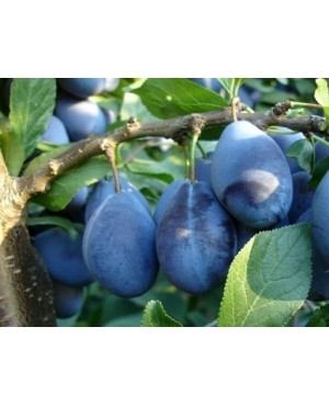 Стенлей (пізня)