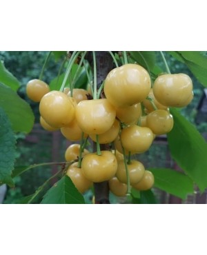 Дачниця (середньостигла)