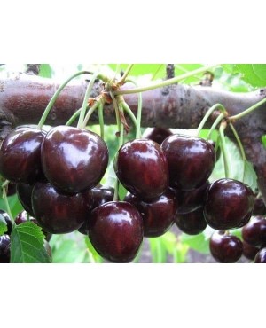 Китаївська чорна (рання)