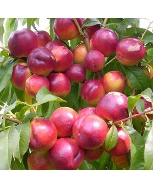 Флейвор Топ (середньостиглий)