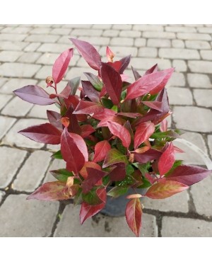 Леукотоэ Зеблид Скарлетта