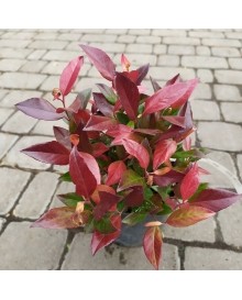 Леукотоэ Зеблид Скарлетта