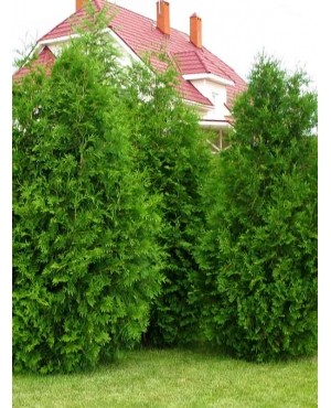 Туя західна Брабант