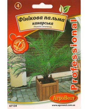 Фінікова пальма канарська